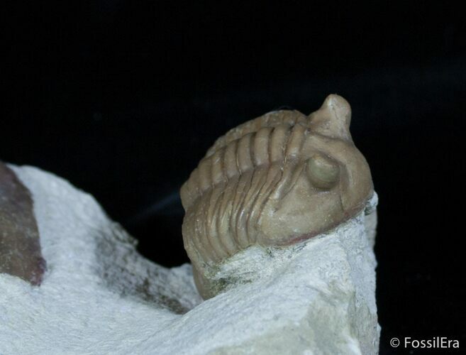 Russian Trilobite Asaphus Cornutus #3055